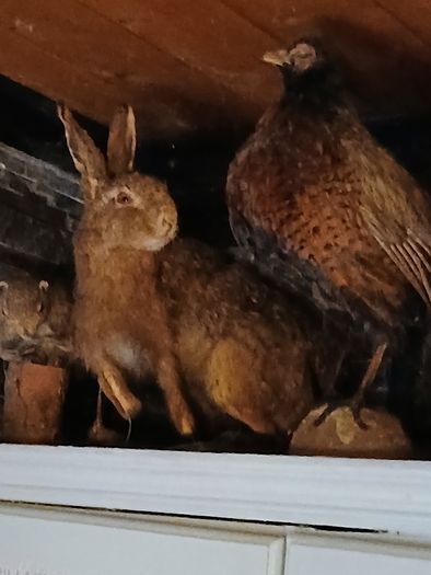 Taxidermy