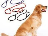 Slip-On Dog Training Lead & Combined Collar (L-XL)