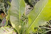 Organic horse radish plants