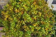 Buxus sempervirens