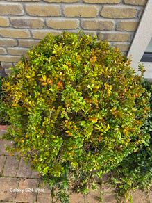 Buxus sempervirens
