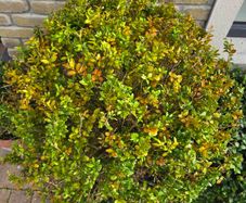 Buxus sempervirens