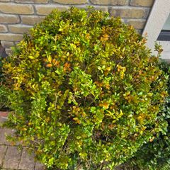 Buxus sempervirens