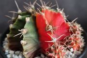 Gymnocalycium mihanovichii cactus
