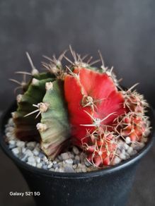 Gymnocalycium mihanovichii cactus