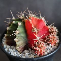 Gymnocalycium mihanovichii cactus