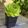 Aeonium Blushing Beauty Image 4