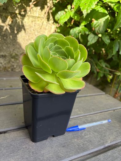 Aeonium Blushing Beauty