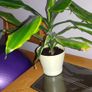 Yucca houseplant Image 7
