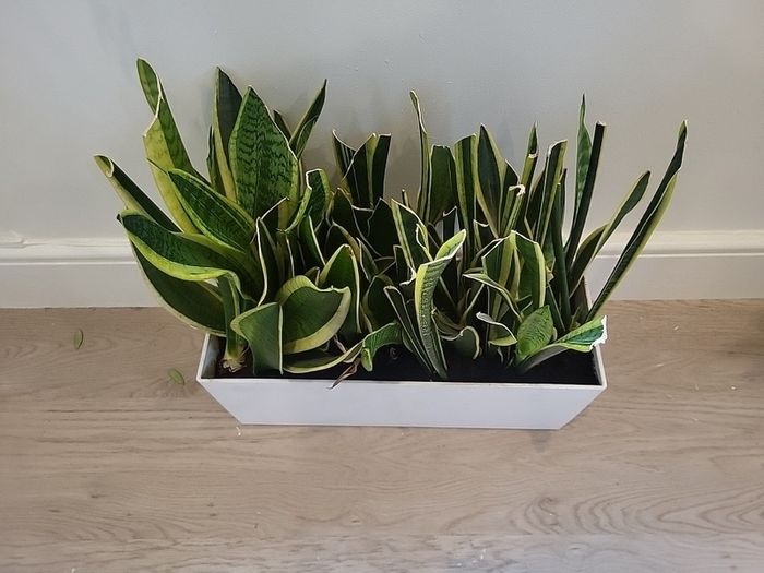 sansevieria Laurentii planter