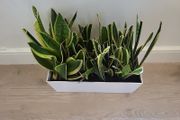 sansevieria Laurentii planter