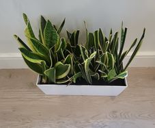 sansevieria Laurentii planter
