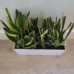 sansevieria Laurentii planter