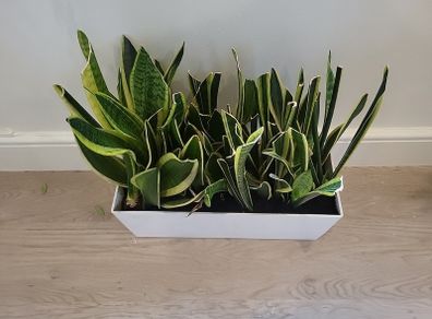 sansevieria Laurentii planter