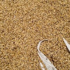Organic barley