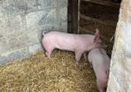 Pigs, weiner piglets