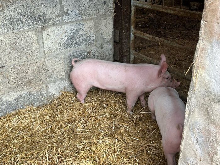 Pigs, weiner piglets