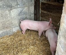 Pigs, weiner piglets