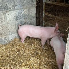 Pigs, weiner piglets