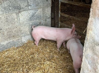 Pigs, weiner piglets
