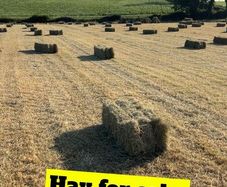 Hay for sale