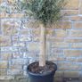 Olive tree : extra large 45cm pot Image 2