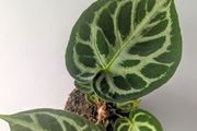 Anthurium Crystallinum Plant