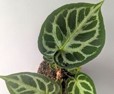 Anthurium Crystallinum Plant