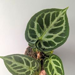 Anthurium Crystallinum Plant