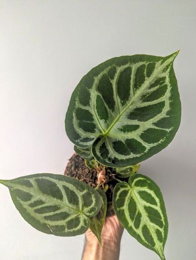 Anthurium Crystallinum Plant