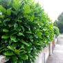 Laurel Hedging Cheap One Euro Image 3