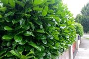 Laurel Hedging