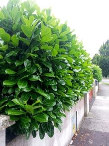 Laurel Hedging