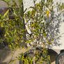 Olive Trees x 2 Image 4