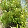 Clumping bamboo fargesia Image 3