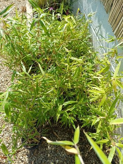 Clumping bamboo fargesia