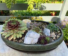 Bonsai Pot and Garden Sempervivum