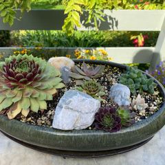 Bonsai Pot and Garden Sempervivum
