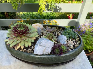 Bonsai Pot and Garden Sempervivum