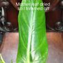 Philodendron Subhastatum Variegated Image 3