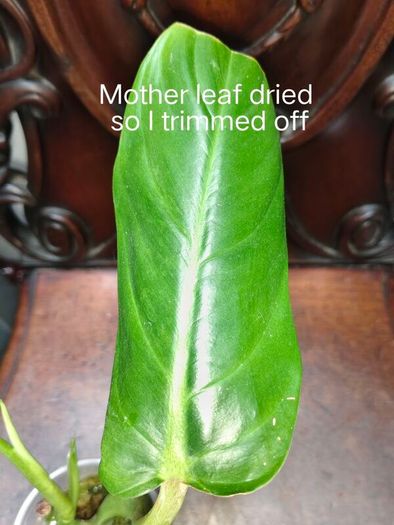 Philodendron Subhastatum Variegated