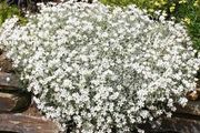 Snow in Summer seeds