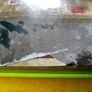 Gears of War 2 Xbox 360 games Original Image 3