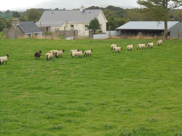 Breeding Hoggets and Sheep