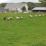 Breeding Hoggets and Sheep Image 5