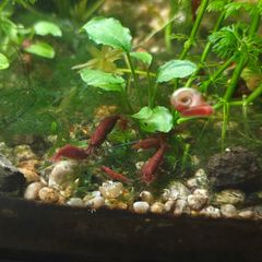 Red cherry shrimp