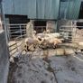 Valais black nose Image 3