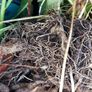 Plants FREE , Peruvian lilies .etc Image 3