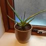 Aloe vera Plant Image 2