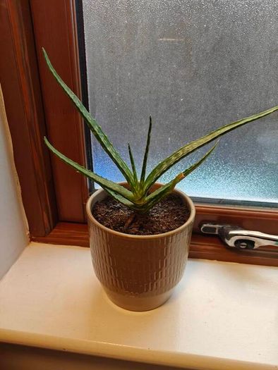 Aloe vera Plant